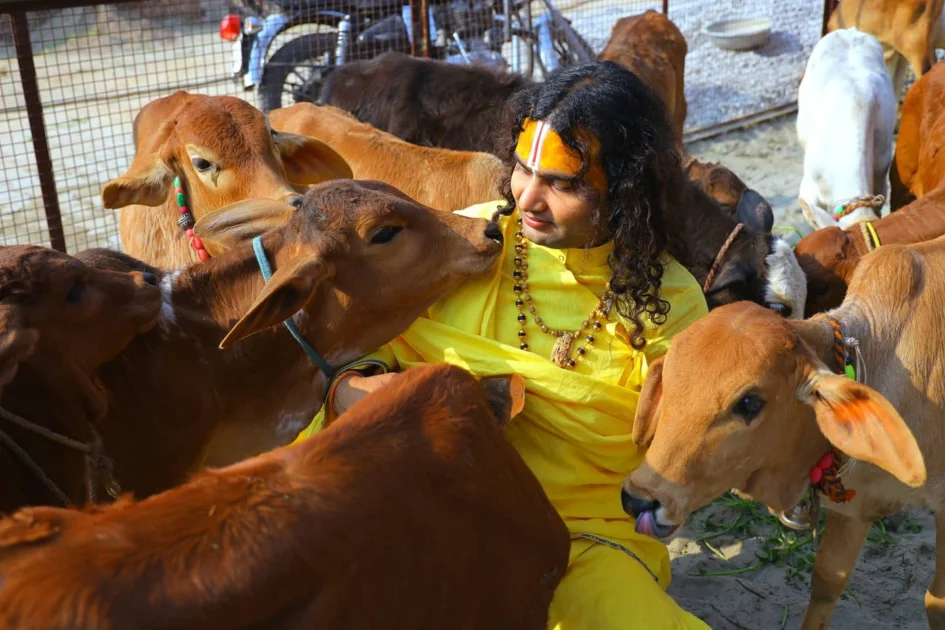 Aniruddhacharya Ji with cows